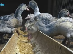 Modal Nekat Ternak Entog, Mantan Ojol Ini Sekarang Punya 500 Entog