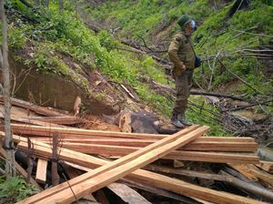 Satgas Pamtas Yonarhanud 16/SBC Amankan Kayu Olahan Ilegal