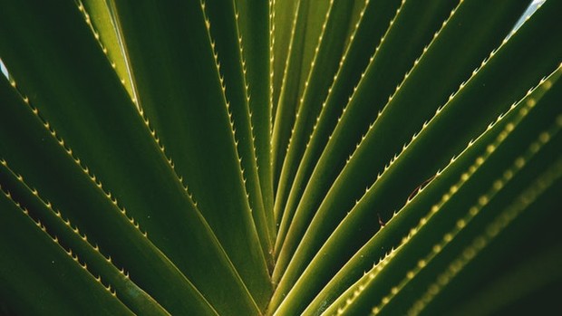 aloevera/Foto:pexels.com/dred-geib aloevera