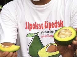 Alpukat Cipedak dari Jagakarsa, Kulitnya Bisa Dikupas Seperti Pisang!