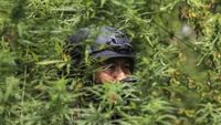 Memberantas Ladang Ganja di Kaki Gunung Leuser