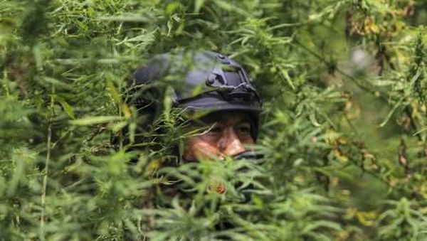 Memberantas Ladang Ganja di Kaki Gunung Leuser