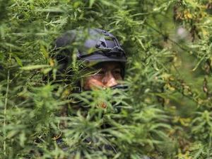 Memberantas Ladang Ganja di Kaki Gunung Leuser