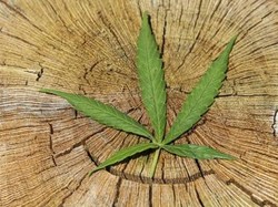 Wajib Tahu! Ganja Medis Tak Sama dengan Daun Ganja, Ini Bedanya