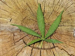 Wajib Tahu! Ganja Medis Tak Sama dengan Daun Ganja, Ini Bedanya Wajib Tahu! Ganja Medis Tak Sama dengan Daun Ganja, Ini Bedanya