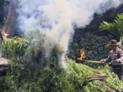 Tuntutan Mati Jaksa ke Bandar 115 Kg Ganja di Jakbar Kandas