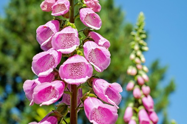 Bunga foxglove mengandung racun yang membahayakan/ Foto: Pixabay.com/Couleur