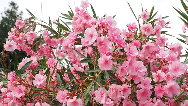 Bunga oleander mengandung racun berbahaya/ Foto: Pixabay.com/Hans