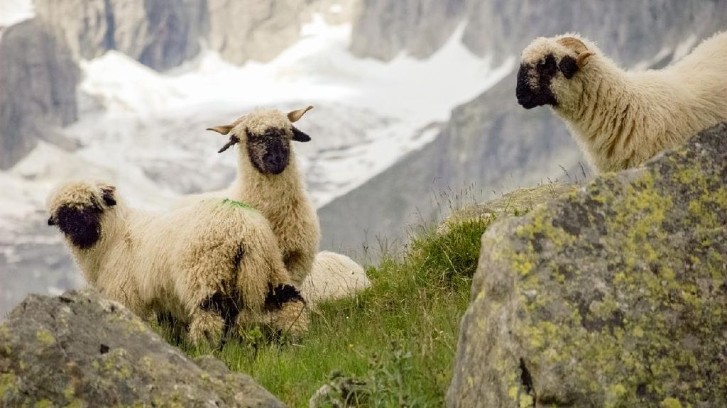 Gemas dan Lucu, Shaun the Sheep Ini Harganya Selangit