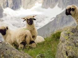 Harga Setara Mobil Avanza, Ini Penampakan Nyata Domba Shaun The Seep