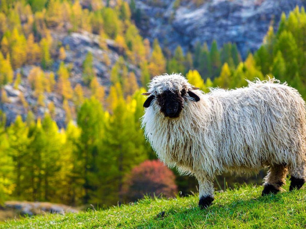 Langka! Inilah Shaun The Sheep di Dunia Nyata Langka! Inilah Shaun The Sheep di Dunia Nyata