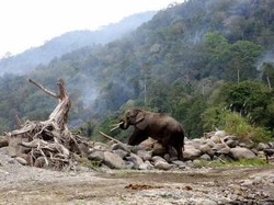 Kronologi Gajah Liar Serang Warga di Pelalawan