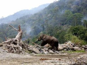 Kronologi Gajah Liar Serang Warga di Pelalawan Kronologi Gajah Liar Serang Warga di Pelalawan