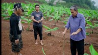 Kisah Haji Mad Aidin Mengelola Kebun Pisang Cavendish Beromzet Ratusan Juta