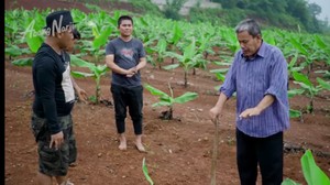 Kisah Haji Mad Aidin Mengelola Kebun Pisang Cavendish Beromzet Ratusan Juta
