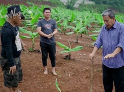Kisah Haji Mad Aidin Mengelola Kebun Pisang Cavendish Beromzet Ratusan Juta
