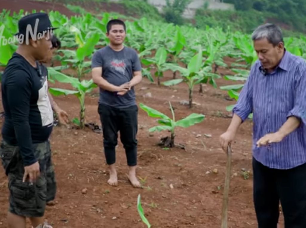 Kisah Haji Mad Aidin Mengelola Kebun Pisang Cavendish Beromzet Ratusan Juta Kisah Haji Mad Aidin Mengelola Kebun Pisang Cavendish Beromzet Ratusan Juta