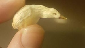 Kumpulan Potret Fenomena Alam yang Unik Tanpa Editan