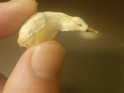 Kumpulan Potret Fenomena Alam yang Unik Tanpa Editan