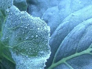 Saat Embun Es Selimuti Kaki Gunung Semeru Saat Embun Es Selimuti Kaki Gunung Semeru