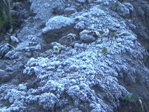 Suhu Udara 4 Derajat Celcius, Embun di Gunung Semeru Jadi Es Suhu Udara 4 Derajat Celcius, Embun di Gunung Semeru Jadi Es