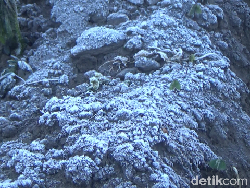 Embun Es di Dieng Justru Terkait Erat dengan Musim Kemarau