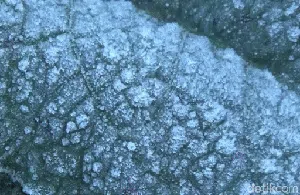 Embun Es Kembali Selimuti Semeru Embun Es Kembali Selimuti Semeru
