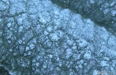 Embun Es Kembali Selimuti Semeru