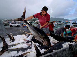 PMII Ingin Proyek Lumbung Ikan Nasional di Maluku Lanjut PMII Ingin Proyek Lumbung Ikan Nasional di Maluku Lanjut