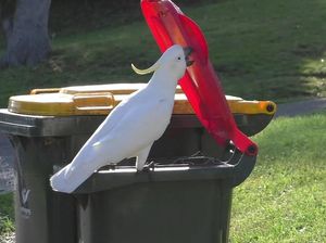 Kakatua di Australia Bisa Membuka Penutup Tempat Sampah Milik Warga