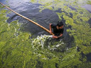Fotosintesis Ganggang dapat Jadi Sumber Listrik? Begini Cara Kerjanya Fotosintesis Ganggang dapat Jadi Sumber Listrik? Begini Cara Kerjanya