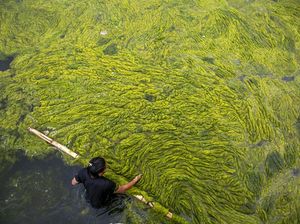 Kolam Tertua di Nepal Dibersihkan Kolam Tertua di Nepal Dibersihkan