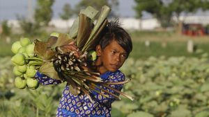Menengok Para Petani Bunga Teratai di Kamboja