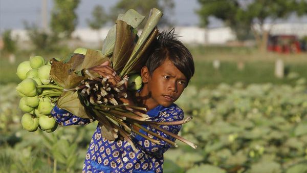 Menengok Para Petani Bunga Teratai di Kamboja