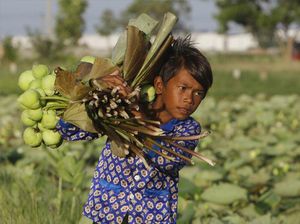 Menengok Para Petani Bunga Teratai di Kamboja