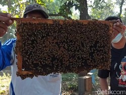 Penjualan Madu Meningkat, Peternak Lebah di Pasuruan Untung Berlipat