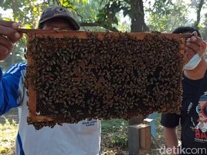 Penjualan Madu Meningkat, Peternak Lebah di Pasuruan Untung Berlipat Penjualan Madu Meningkat, Peternak Lebah di Pasuruan Untung Berlipat