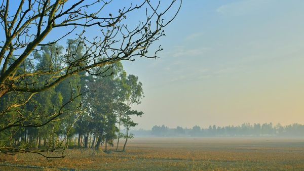 Potret Hutan Mangrove Terbesar Dunia yang Terancam Lenyap dari Bumi