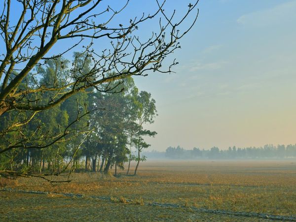 Potret Hutan Mangrove Terbesar Dunia yang Terancam Lenyap dari Bumi