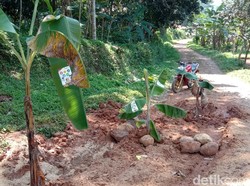 Janji 3 Bupati Cianjur Nihil, Jalan Rusak Ini Ditanami Pohon Pisang