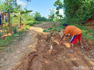 Warga Tanami Jalan Rusak Pohon Pisang, Ini Respons Bupati Cianjur