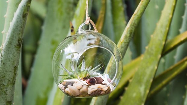 Air plant in terrarium with sea shells minimalist design hanging in garden on an aloe plant