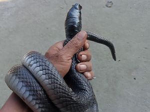 Bukan Pakai Garam, Begini Cara Ampuh Usir Ular dari Lingkungan Rumah Bukan Pakai Garam, Begini Cara Ampuh Usir Ular dari Lingkungan Rumah