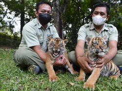 Tolong! Taman Safari Indonesia Prigen Buka Donasi untuk Pakan Satwa