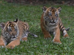 Kabar Temuan Harimau Jawa di Sukabumi Disambut Bahagia