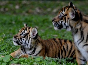 Kabar Bahagia, Harimau Jawa yang Punah Kembali Terlihat