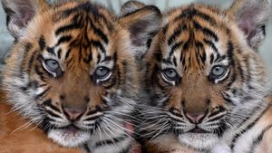 Isyana-Aura, Bayi Harimau Lucu di Taman Safari Prigen