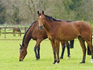 Hukum Makan Daging Kuda dalam Islam dan Khasiatnya untuk Kesehatan