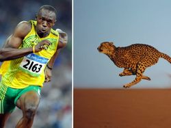 9 Hewan Olimpiade yang Pecahkan Rekor Manusia