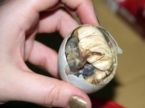 Ngeri! 5 Makanan Hasil Penyiksaan Hewan Ini Kontroversial